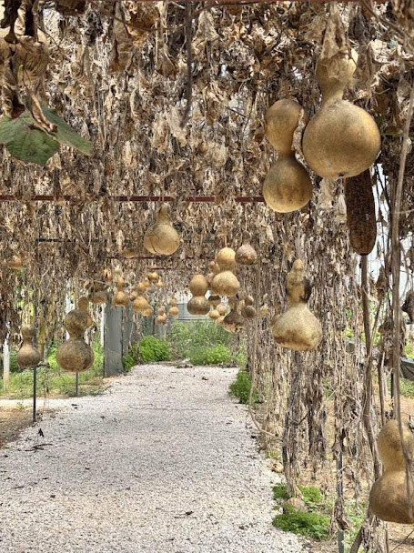 Alanya 9 Plantage